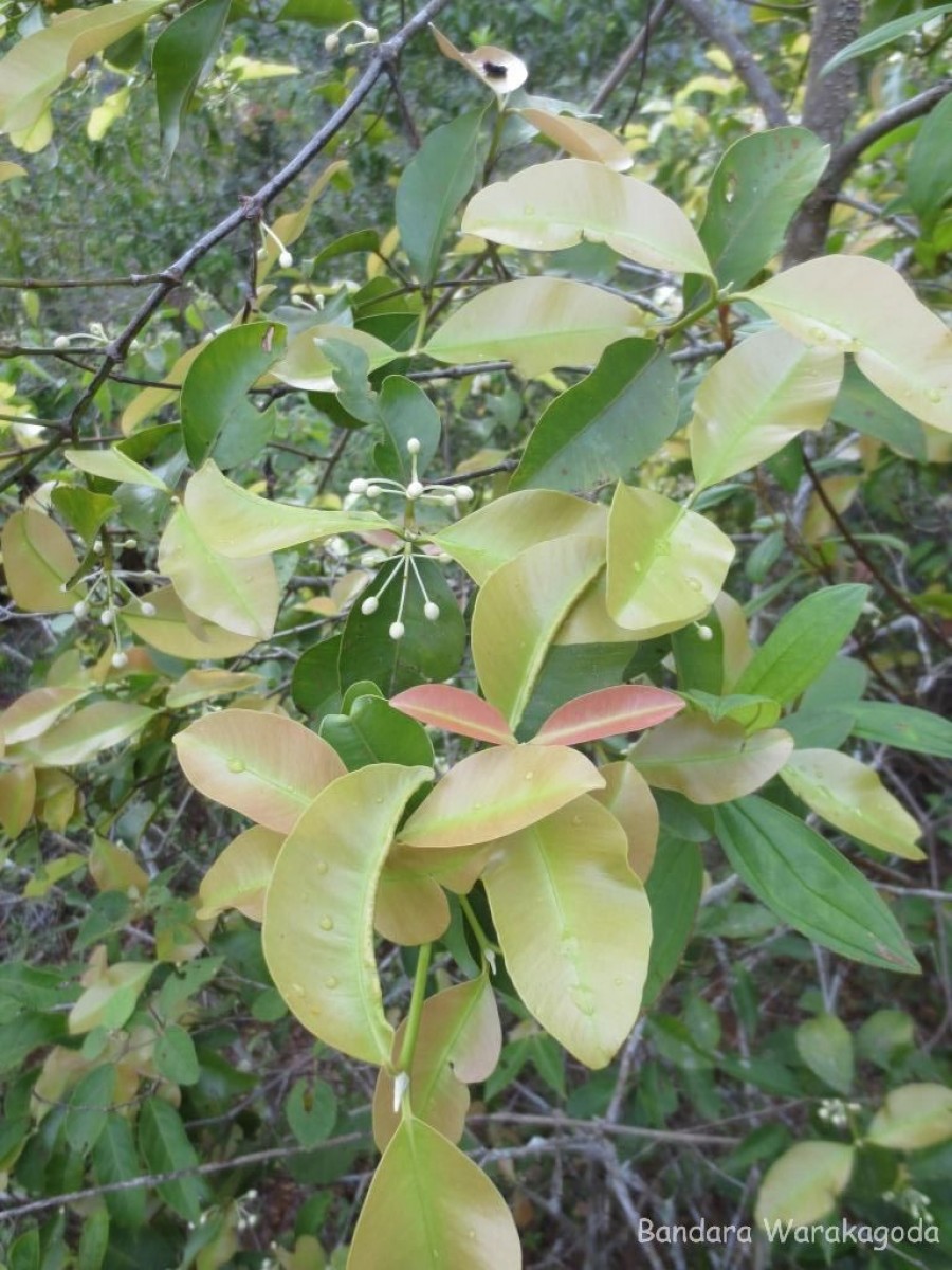 Calophyllum calaba L.